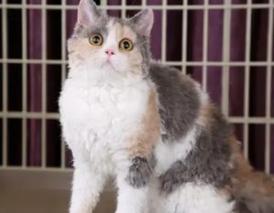 一只拥有“渣男锡纸烫”的猫——塞尔凯克卷毛猫