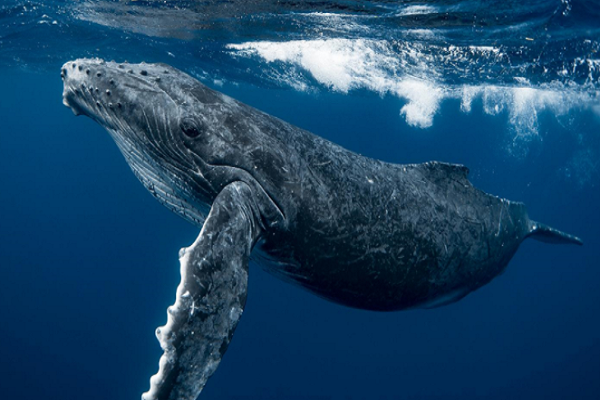 鲸鱼的十大种类！