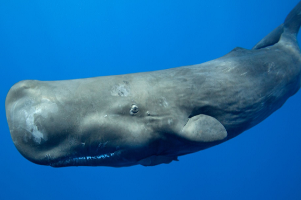 鲸鱼的十大种类！