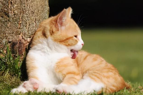 是谁说猫的口水可以消毒的？