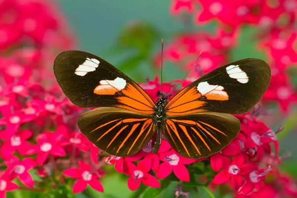 关于蝴蝶的知识，你不知道的10件事！