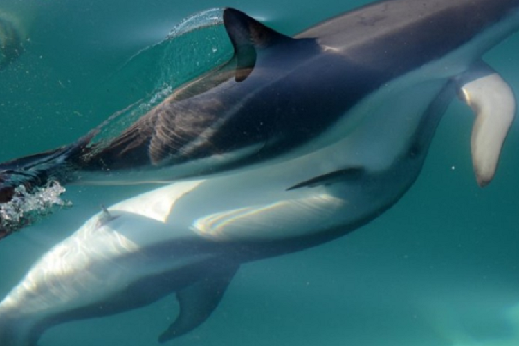 海豚竟然有跟人类惊人相似的器官！