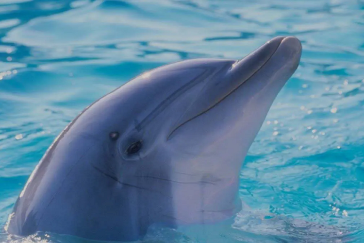 海豚的聪明程度远超我们的想象