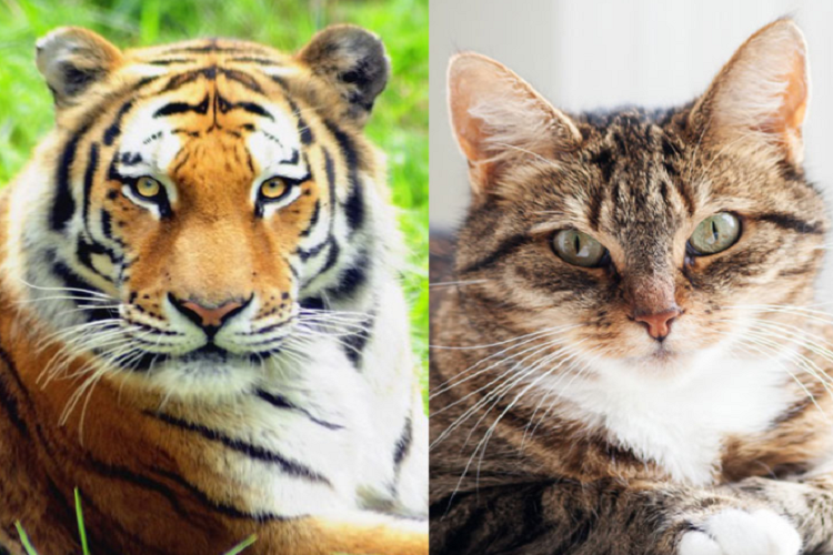 猫和老虎的差别究竟在哪？