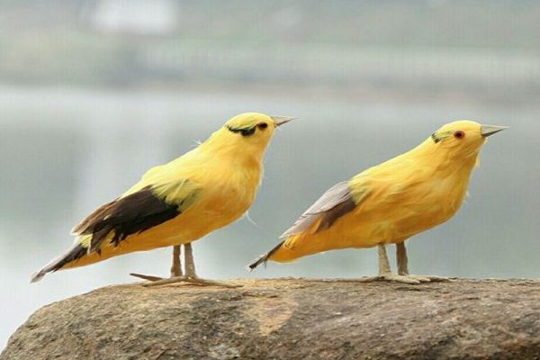黄鹂鸟是吃什么食物的？需要人工饲养吗？