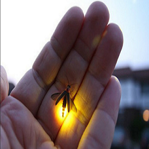 萤火虫是只可以在白天发光吗？发光原因是什么？