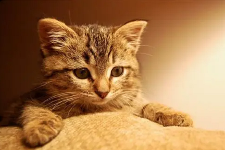 猫咪如何预防肾衰竭？肾衰的猫吃什么比较好？