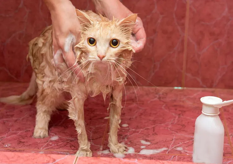 怎么给猫咪洗澡？（给猫洗澡的步骤）