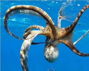 遇险时能迅速逃跑的章鱼，它的智商有多高？