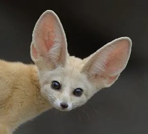 最可爱的小动物——耳廓狐