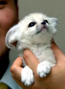 最可爱的小动物——耳廓狐