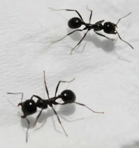 蚂蚁是怎么搬起比自己身体重几万倍的东西的？