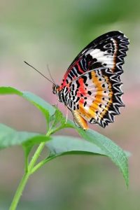 蝴蝶的种类及生活环境