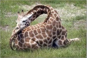 长颈鹿是怎么睡觉的吗？长颈鹿睡觉的姿势