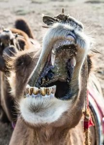 骆驼吃满身都是刺的仙人掌不扎嘴吗？