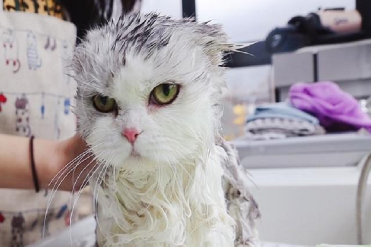 猫咪能用凉水洗澡吗？猫咪冷水洗澡会感冒吗？