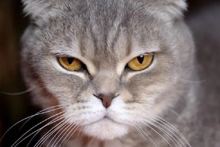 猫咪会生气吗？猫咪生气的时候都有什么表现？
