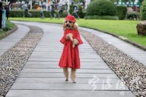 泰迪犬穿红裙直立行走3公里（直立行走的狗图片）