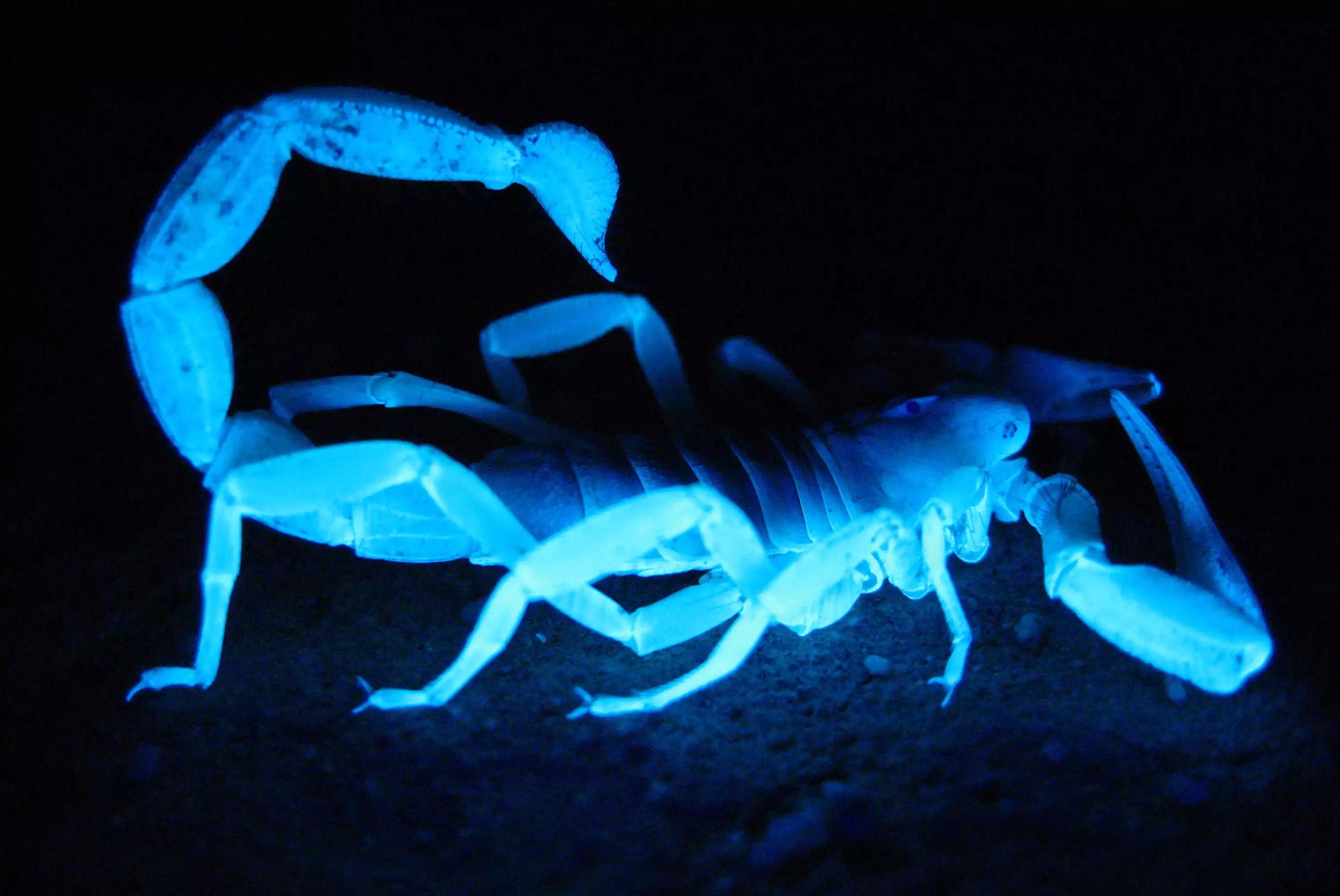蝎子养殖技术交流，关于蝎子蜕皮时的互相残食_密度