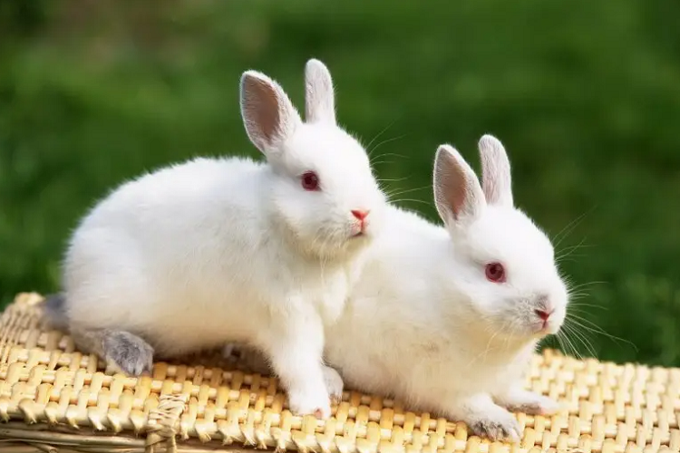 兔子怕冷吗？冬季养兔子要注意什么？