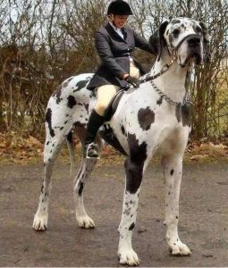 卓尔不凡的贵族犬——大丹犬，金丹犬介绍及图片