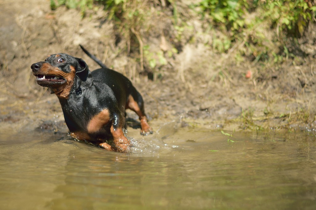 狗狗都是天生的游泳健将？别傻了，不是所有狗狗都会游泳