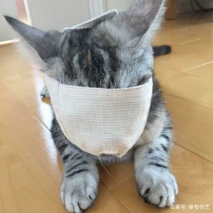设计只为给爱猫减轻负担——日本推出「猫咪剪指甲头套」