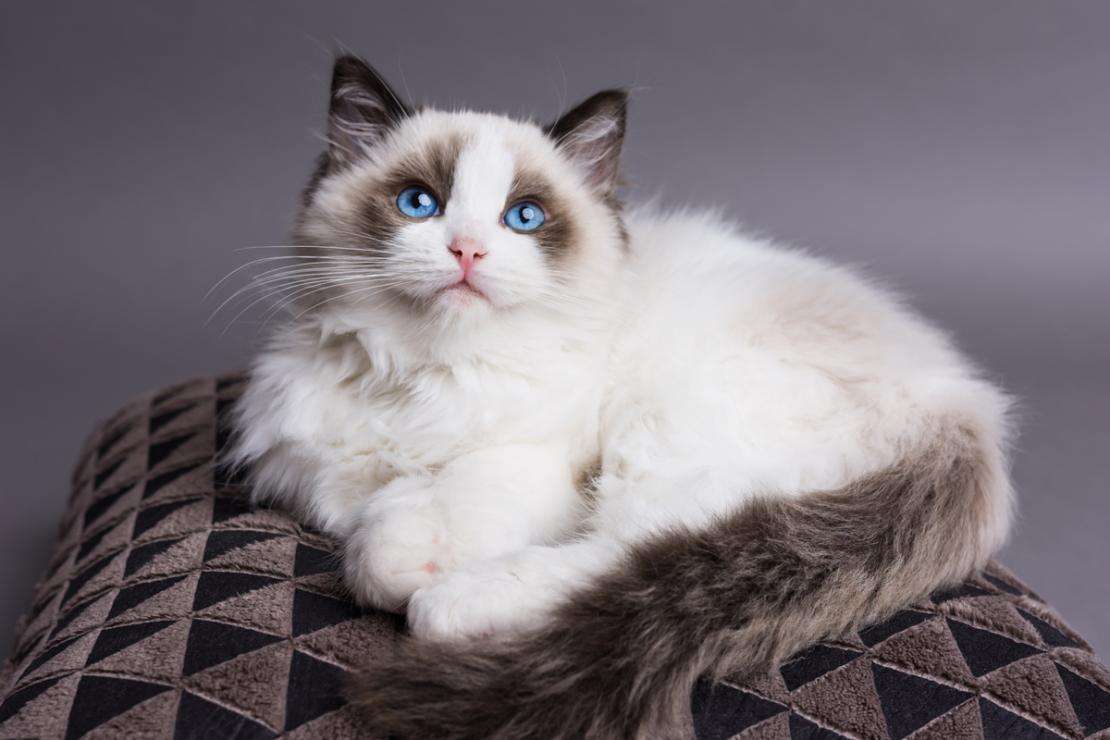 如果布偶猫流浪