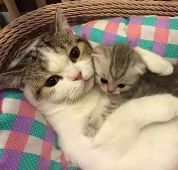 刚出生的小猫被人摸了，猫妈妈为什么会吃掉它？