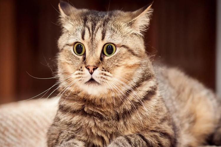 猫咪打喷嚏流鼻涕怎么办？能吃药吗？