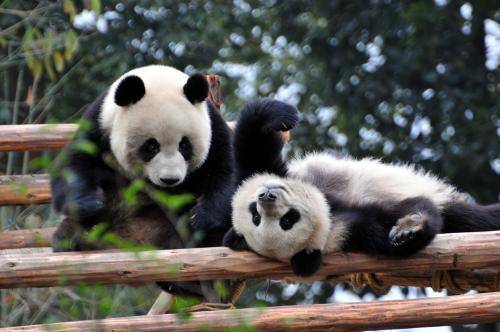 曾经是食肉动物的熊猫是怎么演变成食草动物的？（熊猫起源史）