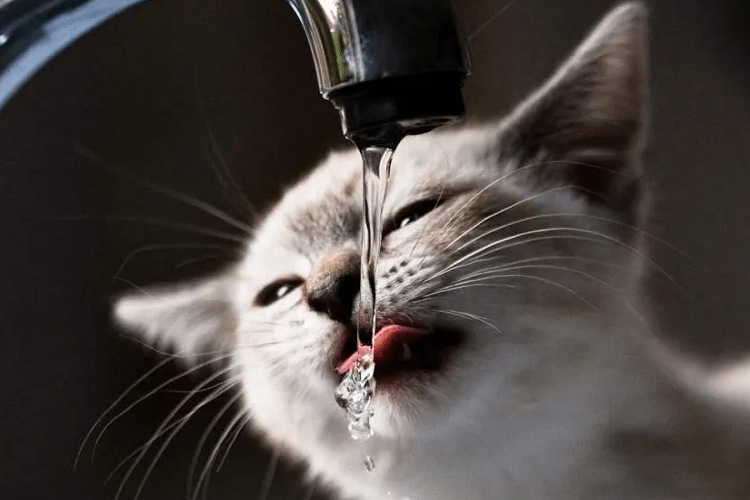 夏季怎样诱导猫咪多喝水呢？（让猫咪喝水小妙招）