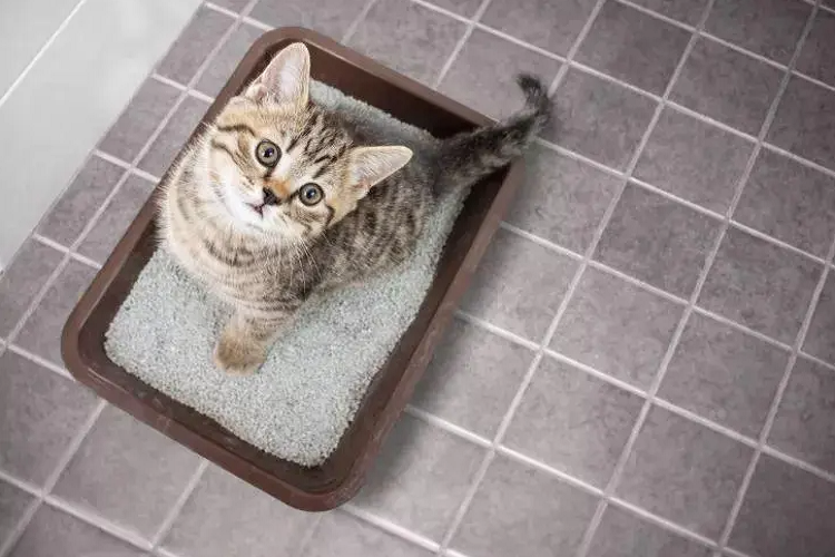 如何教会猫咪用猫砂上厕所？怎么让猫咪去猫砂盆？