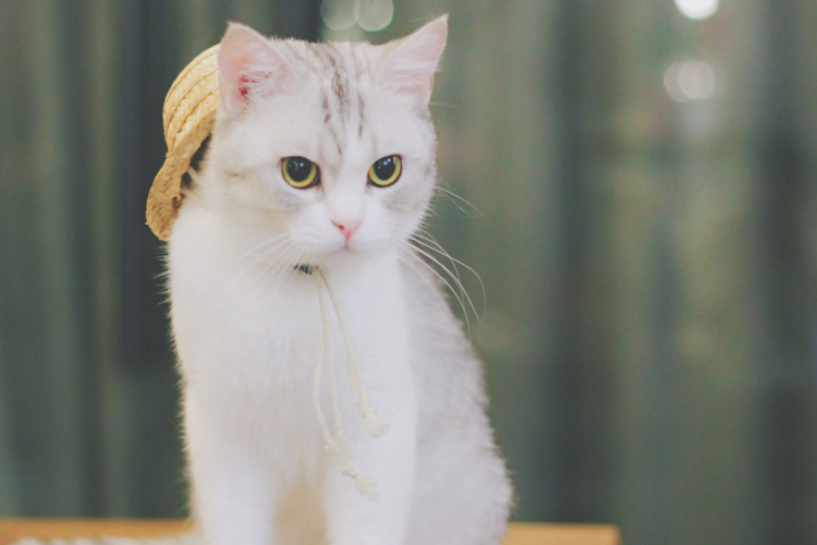 怎么预防毛球症？怀孕的猫可以吃化毛膏吗？