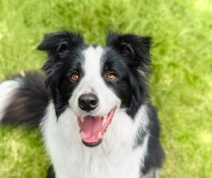 边境牧羊犬怎么样？边牧犬的优缺点，看完你能接受吗？