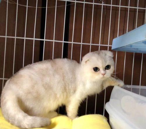 不要养折耳猫！！原因是这些！