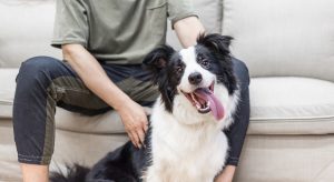 边境牧羊犬怎么样