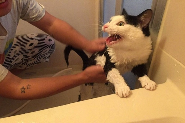 给猫咪洗澡要准备什么？给猫咪洗澡的步骤