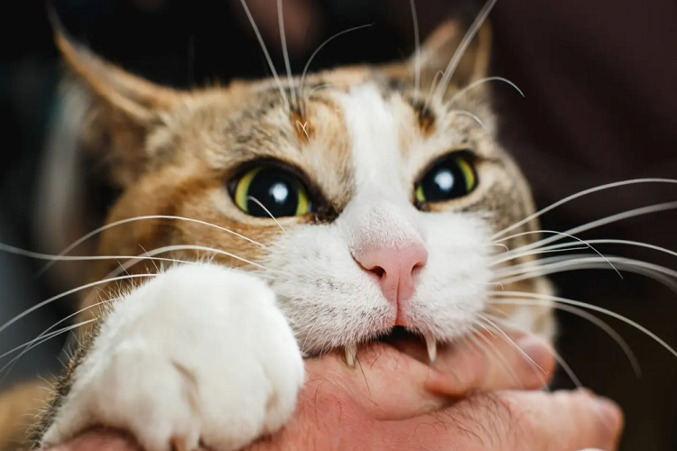 猫咪总是咬人怎么办？怎么教育咬人的猫咪？