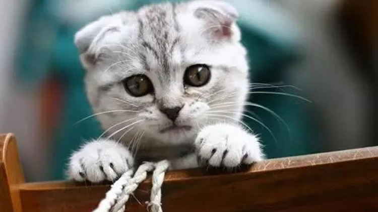 想养折耳猫