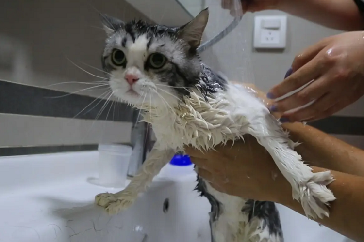 猫咪刚打完疫苗可以洗澡吗？