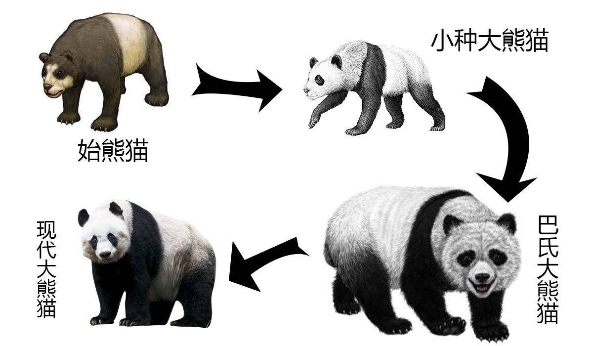 曾经是食肉动物的熊猫是怎么演变成食草动物的？（熊猫起源史）