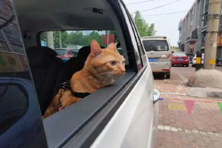 猫咪坐车会晕车吗？如何才能有效的防止猫咪晕车？
