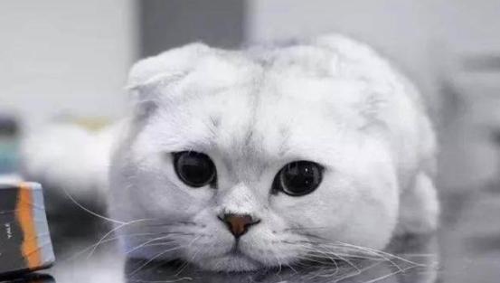不要养折耳猫！！原因是这些！