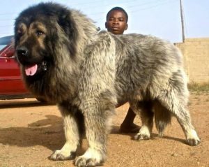 世界大型猛犬排名，大型宠物狗品种大全及图片
