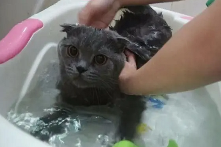 怎么给猫咪洗澡？猫咪洗澡的注意事项