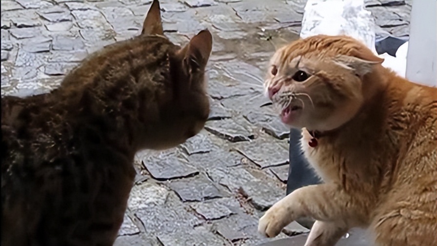 猫界“猫言猫语”你听的懂吗？猫叫声的含义
