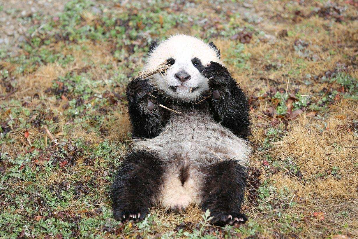 大熊猫交配有多难？看完才知道它们为什么会是国宝了？