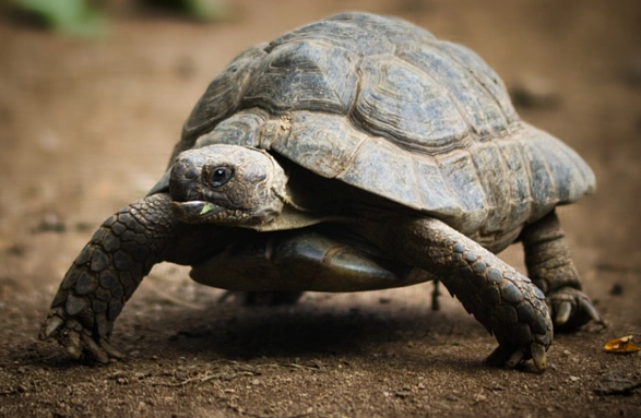 俗语“千年王八万年龟”，乌龟真的能活上千年吗？