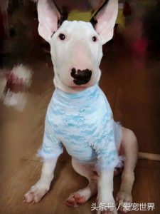 牛头梗有什么特点